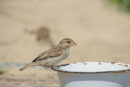 House Sparrow, Wassenaarse Slag, Wassenaar, Netherlands