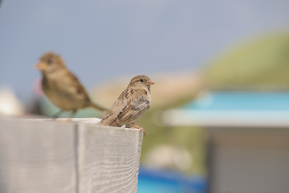 House Sparrow, Wassenaarse Slag, Wassenaar, Netherlands