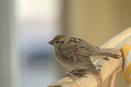House Sparrow, Wassenaarse Slag, Wassenaar, Netherlands