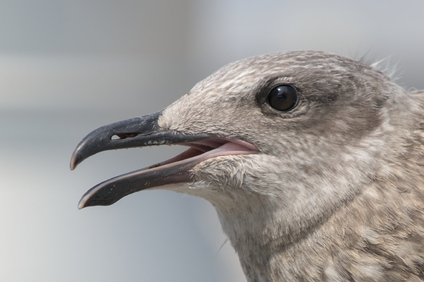 Lesser Black-backed Gull, Den Haag, Netherlands