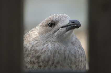 Lesser Black-backed Gull, Den Haag, Netherlands