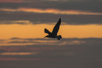 European Herring Gull, Zuiderstrand, Den Haag, Netherlands