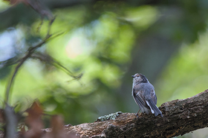 Long-tailed Tit, San Feliciano, Umbria, Italy