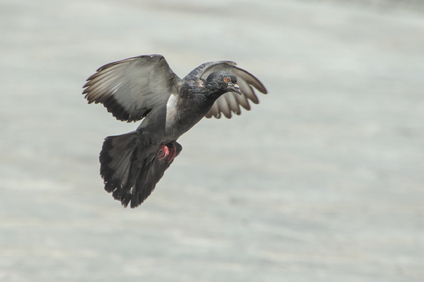 feral pigeon, Perugia, Umbria, Italy