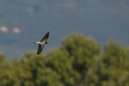 Barn Swallow, Passignano, Umbria, Italy