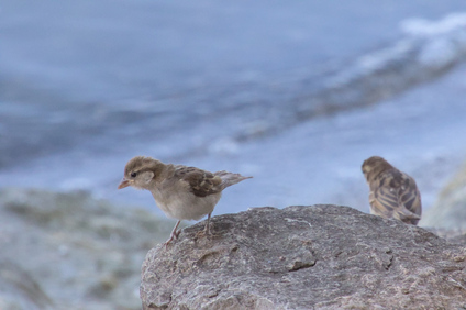 Italian Sparrow, Passignano, Umbria, Italy