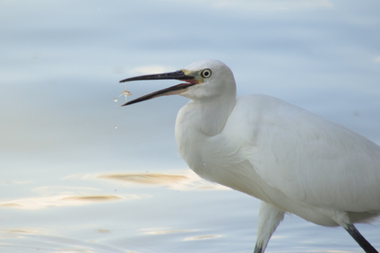 Little Egret, Passignano, Umbria, Italy