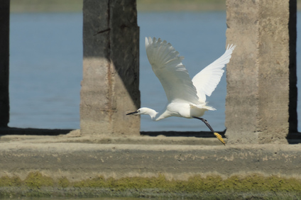 Little Egret, Passignano, Umbria, Italy