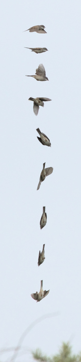 Common whitethroat, Meijendel, Wassenaar, Netherlands