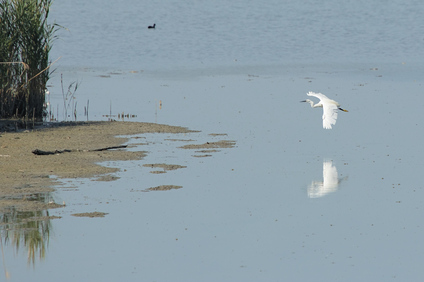 Little Egret, Oasi Naturalistica La Valle, Lago Trasimeno, Umbria, Italy