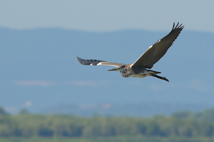 Grey Heron, Oasi Naturalistica La Valle, Lago Trasimeno, Umbria, Italy
