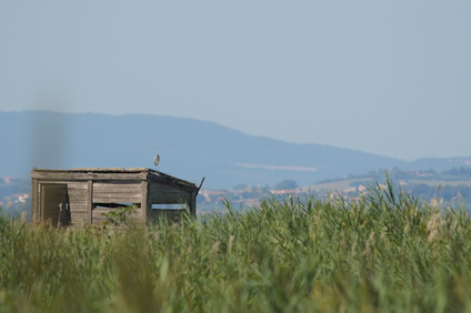 Grey Heron, Oasi Naturalistica La Valle, Lago Trasimeno, Umbria, Italy