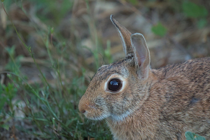 Oasi Naturalistica La Valle, Lago Trasimeno, Umbria, Italy