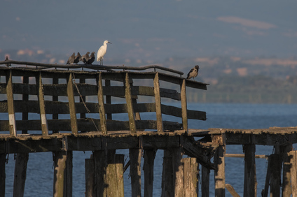 Hooded Crow                    , Little Egret (Egretta garzetta)                    , feral pigeon (Columba livia), Oasi Naturalistica La Valle, Lago Trasimeno, Umbria, Italy