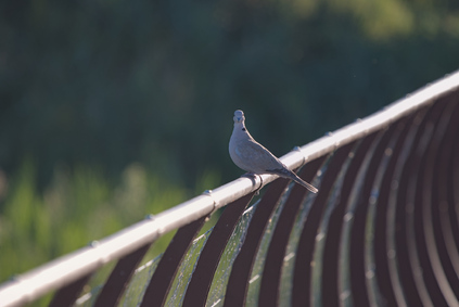 Eurasian Collared Dove, Oasi Naturalistica La Valle, Lago Trasimeno, Umbria, Italy