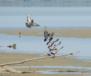 feral pigeon, Oasi Naturalistica La Valle, Lago Trasimeno, Umbria, Italy