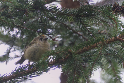 Goldcrest, Winnebach, Ötztal, Tyrol, Austria