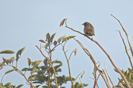 Dunnock, Westduinpark, Den Haag, Netherlands