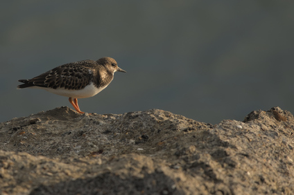 Ruddy Turnstone, IJmuiden, Netherlands