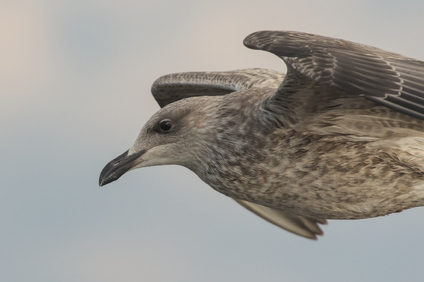 European Herring Gull, IJmuiden, Netherlands