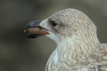European Herring Gull, IJmuiden, Netherlands