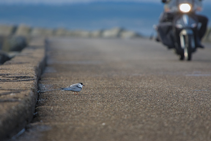 Common Tern, IJmuiden, Netherlands