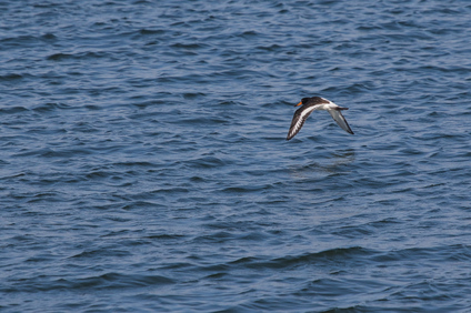 Eurasian Oystercatcher, IJmuiden, Netherlands