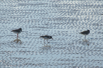 Eurasian Oystercatcher, IJmuiden, Netherlands