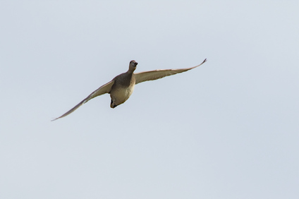 Gadwall, Ackerdijkse Plassen, Netherlands