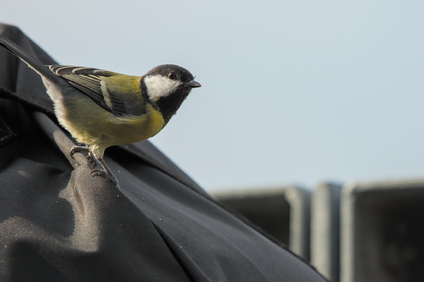 Great Tit, Den Haag, Netherlands