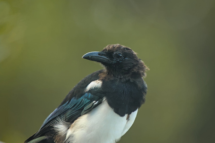 Eurasian Magpie, Den Haag, Netherlands