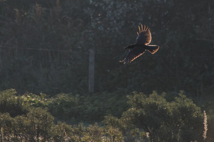 Carrion Crow, Westduinpark, Den Haag, Netherlands