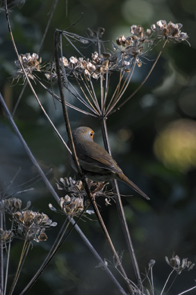 European Robin, Segbroekpark, Den Haag, Netherlands