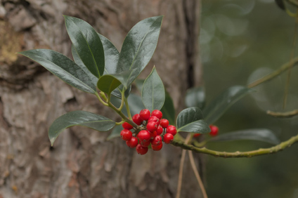 Westduinpark, Den Haag, Netherlands
