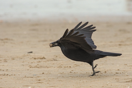 Carrion Crow, Westduinpark, Den Haag, Netherlands