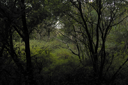 Westduinpark, Den Haag, Netherlands