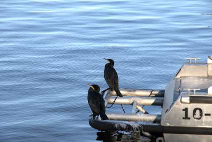Great Cormorant, Amsterdam, Netherlands