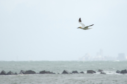 Northern Gannet, 