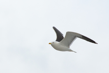 Great Black-backed Gull, 