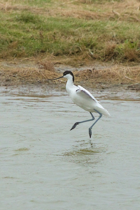 Pied avocet, Wagejot, Texel, Netherlands