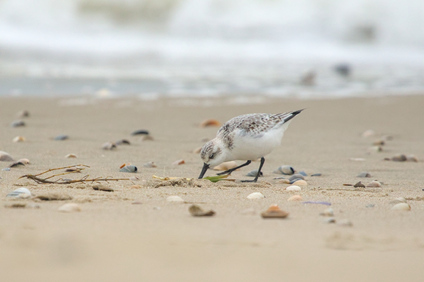 Sanderling, Texel, Netherlands