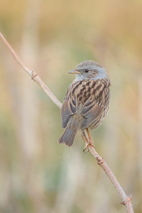 Dunnock, Westduinpark, Den Haag, Netherlands