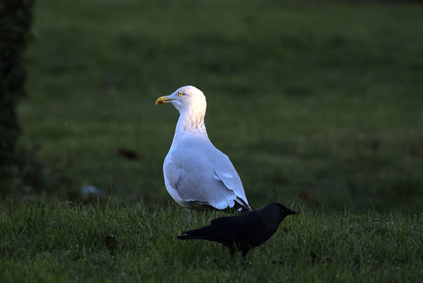 Western Jackdaw                    , European Herring Gull (Larus argentatus), Den Haag, Netherlands