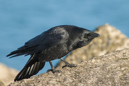 Carrion Crow, Zuidelijk Havenhoofd, Scheveningen, Netherlands