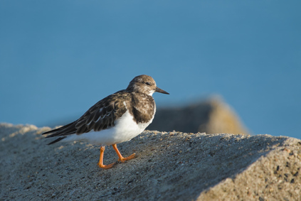 Ruddy Turnstone, Zuidelijk Havenhoofd, Scheveningen, Netherlands