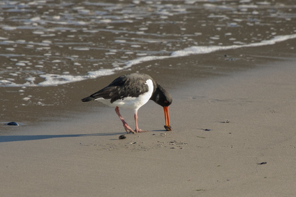 Eurasian Oystercatcher, Zuidelijk Havenhoofd, Scheveningen, Netherlands