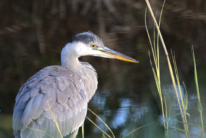 Grey Heron, Den Haag, Netherlands