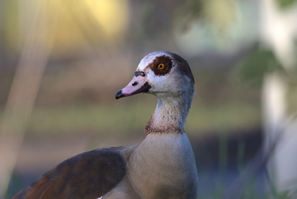 Egyptian Goose, Den Haag, Netherlands