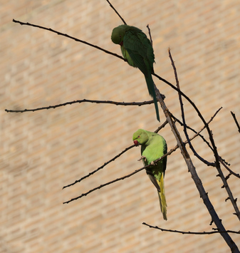 Rose-ringed Parakeet, Den Haag, Netherlands