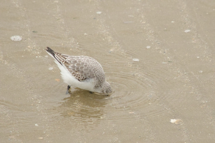 Sanderling, IJmuiden, Netherlands
